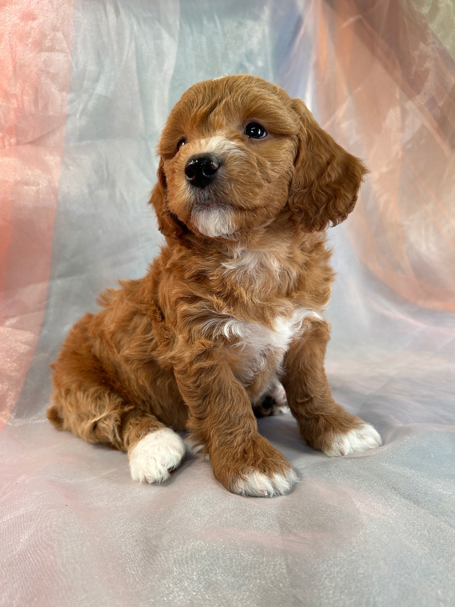 Male Bichon Poodle Mix Breed for Sale DOB 10-18-2023